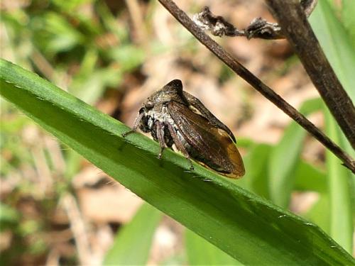 Réf. 323 950 : Centrotus cornutus